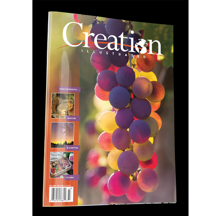 Clearance - Creation Illustrated Fall 2024