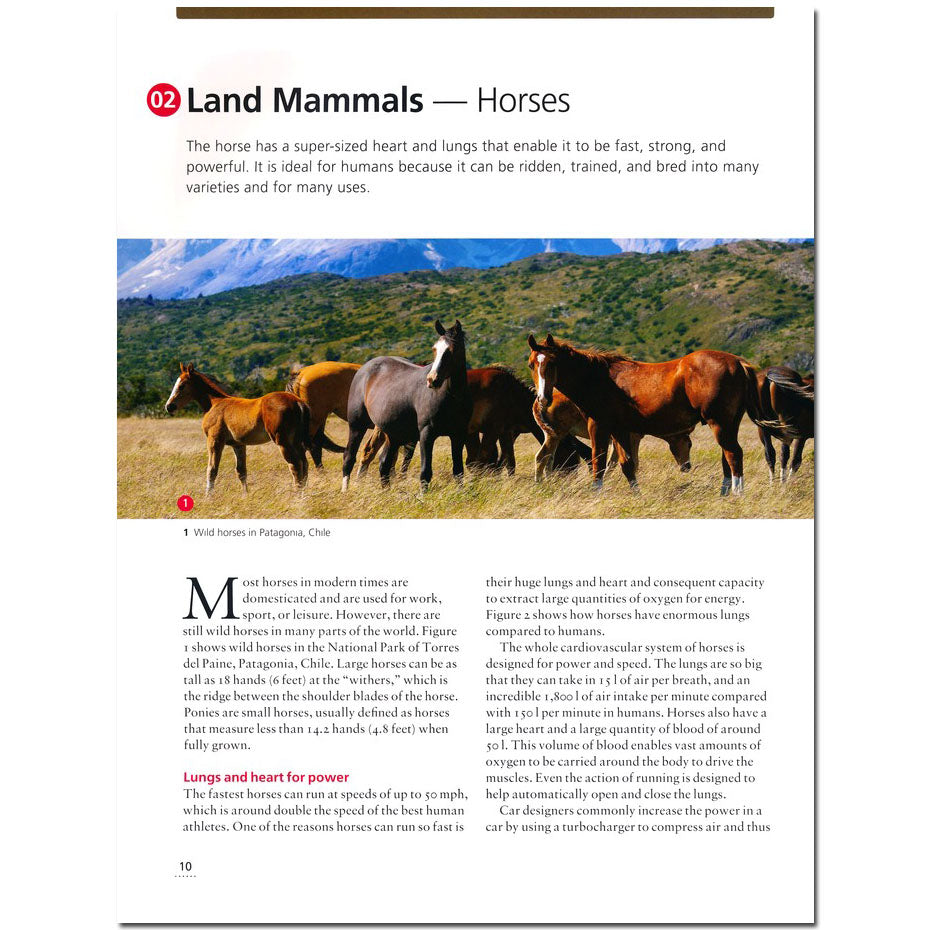 Wonders of Creation: Design in a Fallen World by New Leaf Publishing