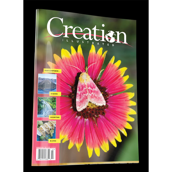 Creation Illustrated Summer 2024