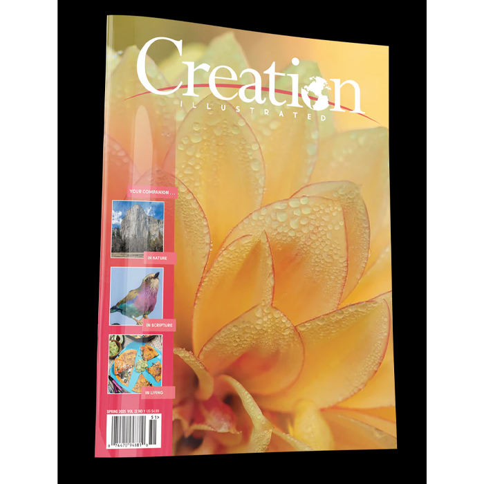 Creation Illustrated Spring 2025