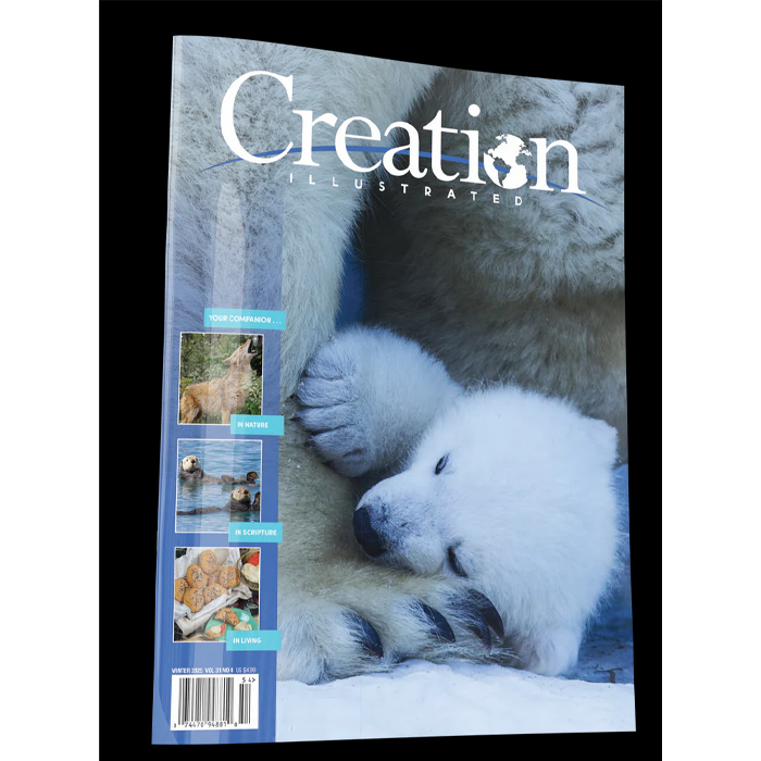Creation Illustrated Winter 2025