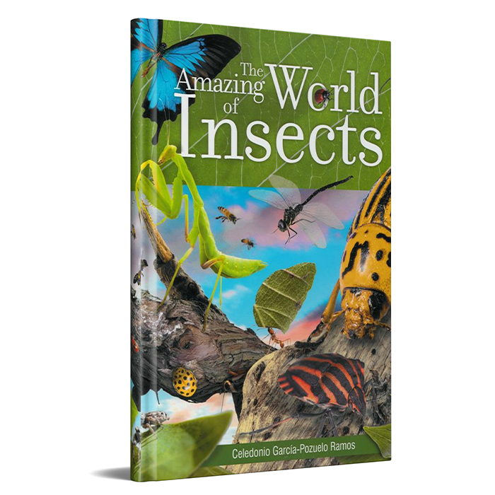 The Amazing World of Insects by Safeliz